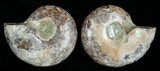 Small Desmoceras Ammonite Pair #5310-1